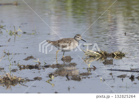 レンコン畑で餌を探すウズラシギ レンコン畑で餌を探すウズラシギ 132825264
