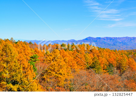 メルヘン街道 峠から見る山々とカラマツ の紅葉 メルヘン街道 峠から見る山々とカラマツ の紅葉 132825447