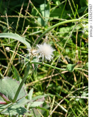 A close-up photo of a mature Sonchus oleraceus seed head with delicate white fluffy pappus ready to be dispersed by the wind 132825487