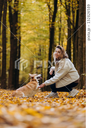 Cheerful corgi dog sitting in autumn forest giving paw to woman during walk on sunny day 132826589