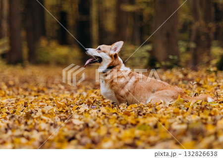 Welsh Corgi pembroke dog sitting sideways on autumn forest path covered with golden yellow leaves Welsh Corgi pembroke dog sitting sideways on autumn forest path covered with golden yellow leaves 132826638