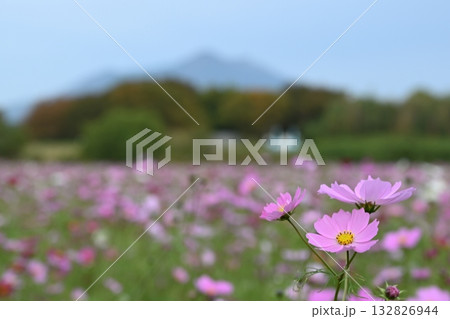 コスモス 132826944