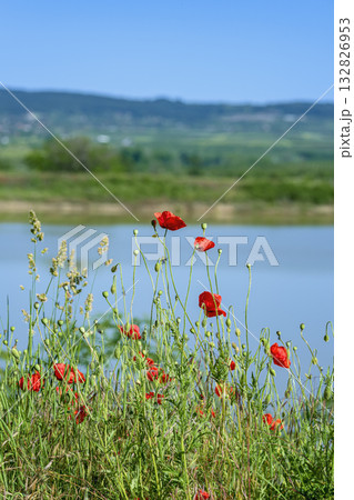 Bright red poppies blooming on green summer meadow near calm lake under clear blue sky. Natural beauty, seasonal calm and peaceful background for visual design 132826953