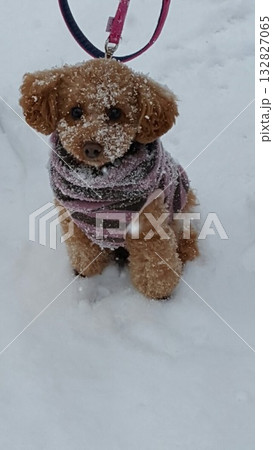 雪の中で遊ぶトイプードル 132827065