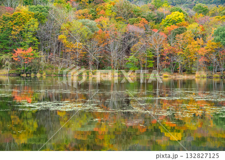 映る森 映る森 132827125
