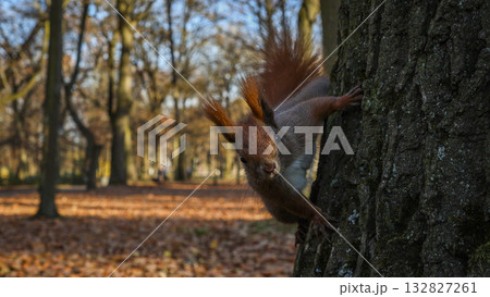 Curious red squirrel on a tree in autumn park, wildlife photography in Poland 132827261