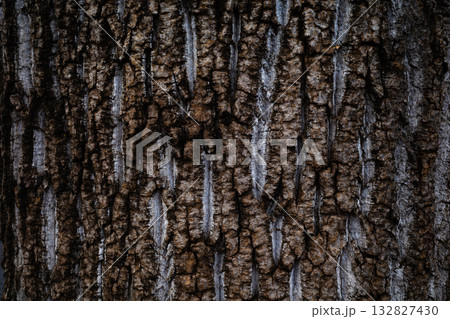 イチョウの古木の樹皮　暗い高彩度 132827430
