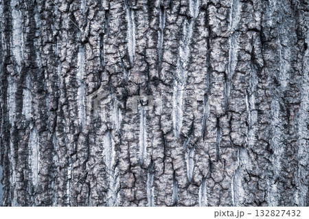 イチョウの古木の樹皮　寒色 132827432