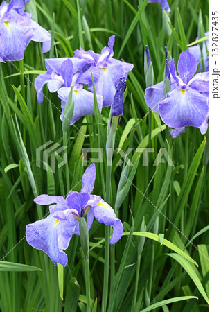 青柳・花菖蒲 132827435