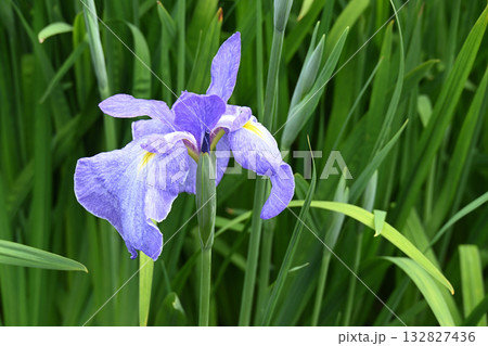 青柳・花菖蒲 132827436
