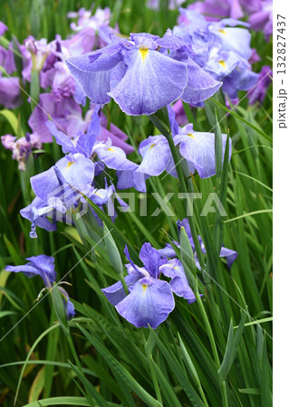 青柳・花菖蒲 132827437