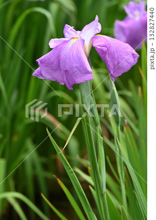 不知火・花菖蒲 132827440