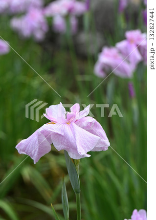 浪速津・花菖蒲 132827441