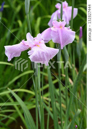 浪速津・花菖蒲 132827444