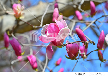 満開の紫系モクレン　105mmレンズ撮影　　　 132827465