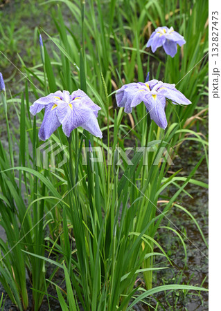 夏姿・花菖蒲 夏姿・花菖蒲 132827473