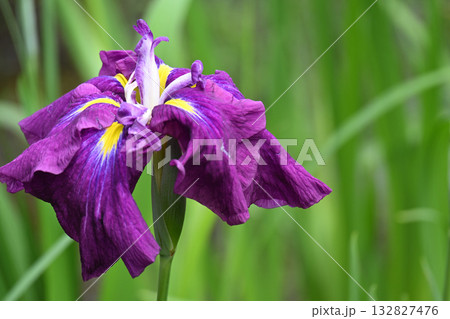 紅半夏・花菖蒲 132827476