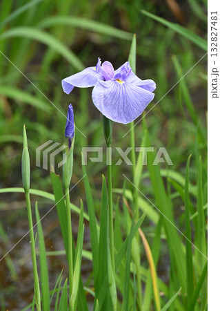 小笹川・花菖蒲 小笹川・花菖蒲 132827481