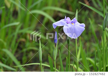 小笹川・花菖蒲 小笹川・花菖蒲 132827482