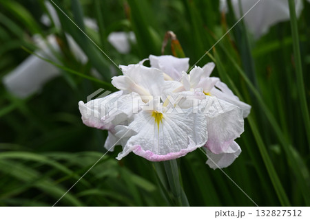 曙光・花菖蒲 132827512