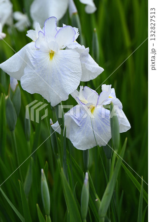 水涼花・花菖蒲 132827513
