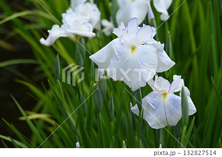 水涼花・花菖蒲 132827514