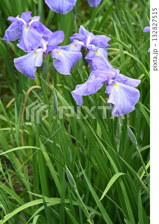 青柳・花菖蒲 132827515