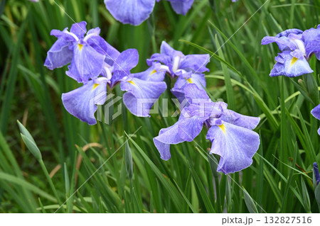 青柳・花菖蒲 132827516