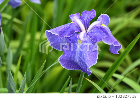 青柳・花菖蒲 青柳・花菖蒲 132827518