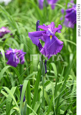 旭丸・花菖蒲 132827543