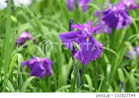 旭丸・花菖蒲 132827544