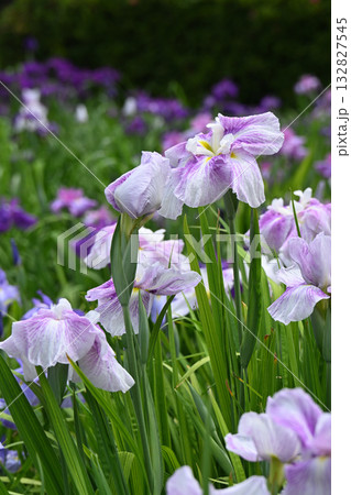 極光・花菖蒲 132827545