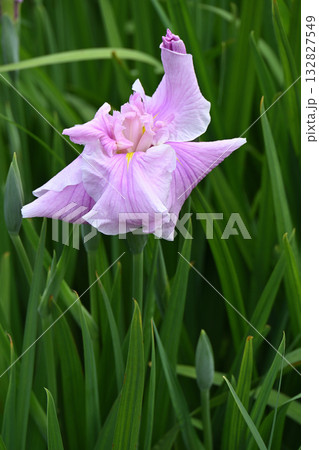 桜獅子・花菖蒲 桜獅子・花菖蒲 132827549