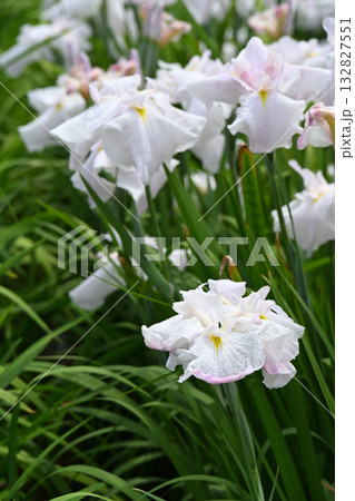 曙光・花菖蒲 132827551