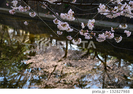 早朝の夙川公園の桜 早朝の夙川公園の桜 132827988