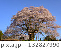 一本桜 一本桜 132827990