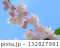 サラサウツギ サラサウツギ 132827991