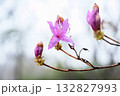 春雨に濡れたミツバツツジ 春雨に濡れたミツバツツジ 132827993