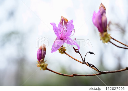 春雨に濡れたミツバツツジ 春雨に濡れたミツバツツジ 132827993