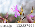 春雨に濡れたミツバツツジ 春雨に濡れたミツバツツジ 132827994