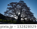 夜明けの醍醐の桜 夜明けの醍醐の桜 132828029