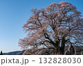 早朝の醍醐の桜 早朝の醍醐の桜 132828030