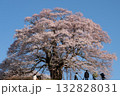 早朝の醍醐の桜 早朝の醍醐の桜 132828031
