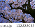 早朝の醍醐の桜 早朝の醍醐の桜 132828032