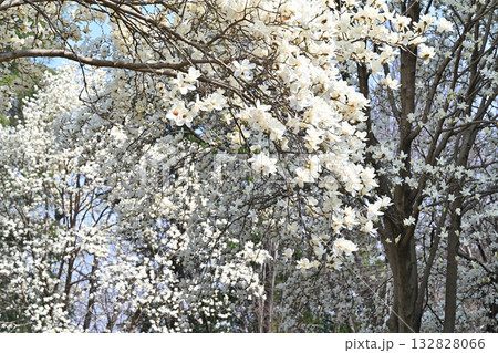 満開のハクモクレン　 132828066