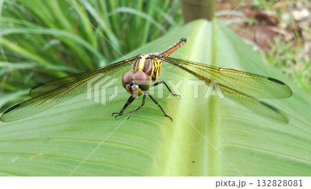 A dragonfly perched on a bright green leaf. 132828081