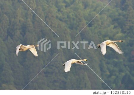 コハクチョウ 132828110