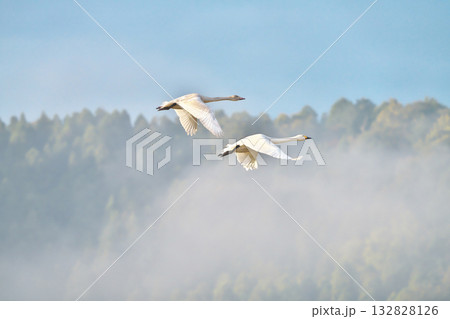 コハクチョウ 132828126