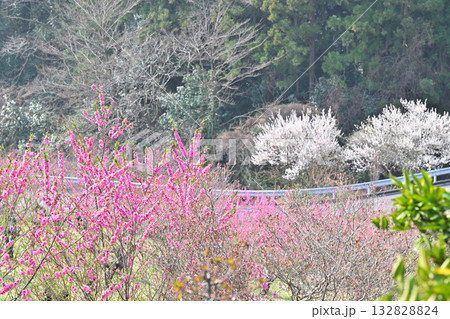満開の花桃　早春の花桃の里　東秩父村 132828824