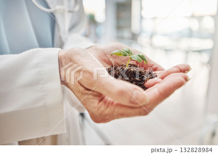 Science, hands and scientist with plant in the lab for research, experiment or agro test. Sustainable, agriculture and professional female agronomist with soil and green leaf in scientific laboratory 132828984